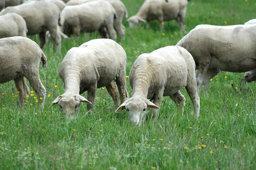 4 Kg  De Semillas De Pasto Forrajero Ovino U Ovejero