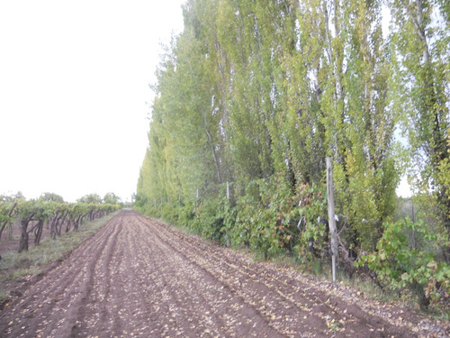 Imagen 11 de 14 de Finca 27 Hs En Gral.alvear, Pcia. De Mendoza