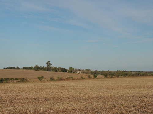 Campos Venta 60 Has Agrícolas Carmelo