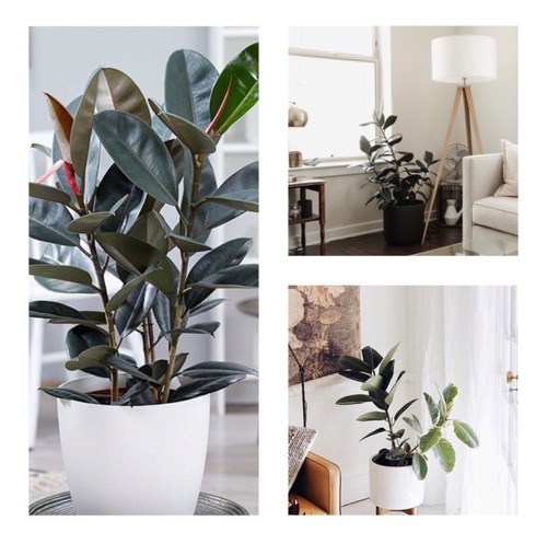 Decora Con Verde! Ficus Elástica + Maceta Planta Deco Gomero