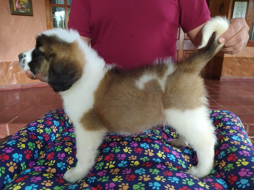 San Bernardo Cachorro Precio Mascotas Rionegro Medellín