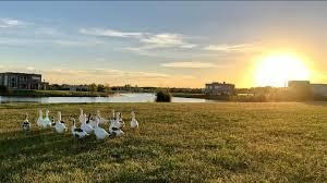 Imagen 25 de 28 de Hermoso Lote A La Laguna En Cul De Sac!!!! - El Cantón - Norte - Escobar.