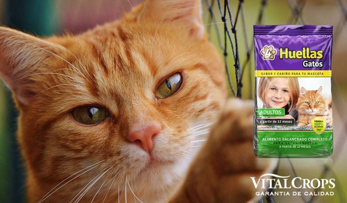 Alimento Gatos Adultos 4 Huellas 20 Kg.todas Las Razas