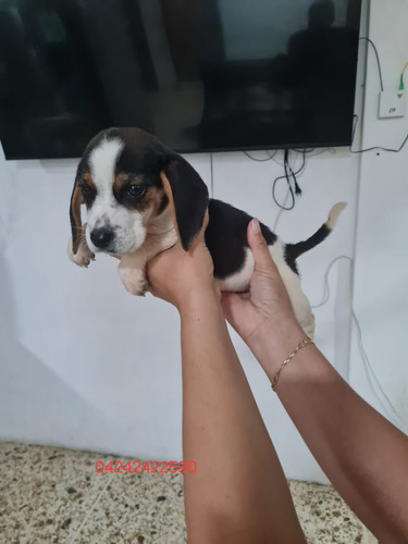 Cachorra Beagle De 2 Meses Y Medio 