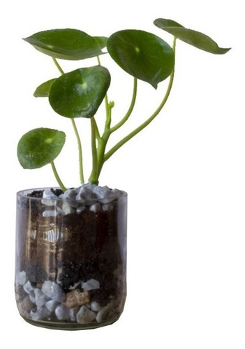 Plantas Interior Cuchara Little Terrario 10