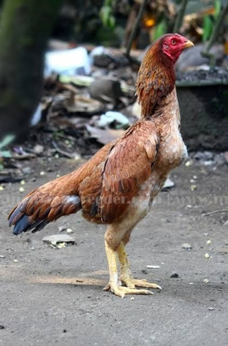 Índio Puro (ovos Galados)