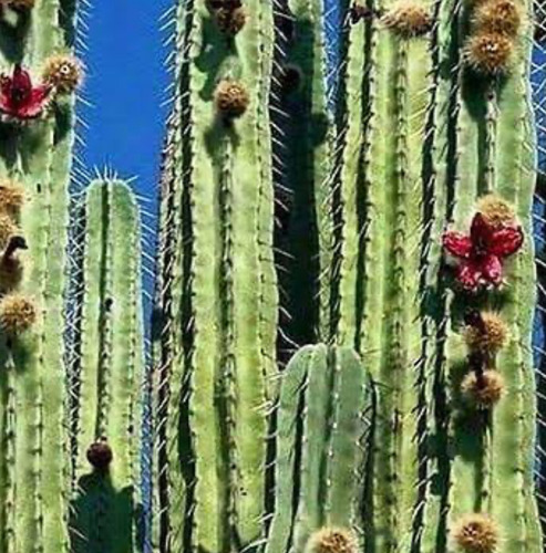 Semilla De Pitaya (cactus) 100 Semillas X $250.00 Pesos