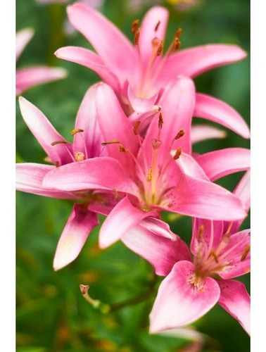 Fertilizante Forth Flores, 3 kg de Npk + 9 nutrientes, para floración