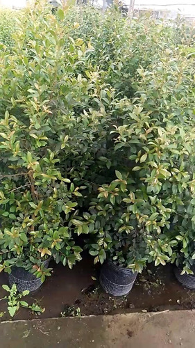 Pack 10u Eugenia Myrthifolia 1,50mts ¡entregadas En Tu Casa!