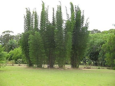 Rizoma De Bambu Oldhammi