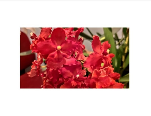 Orquídea Wilsonara Popcorn Adulta | Parcelamento sem juros
