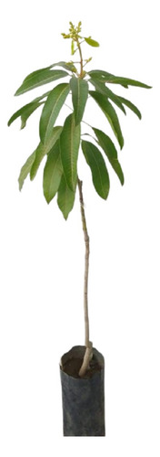 Mango Tomy Petacón Enano Organico Pd