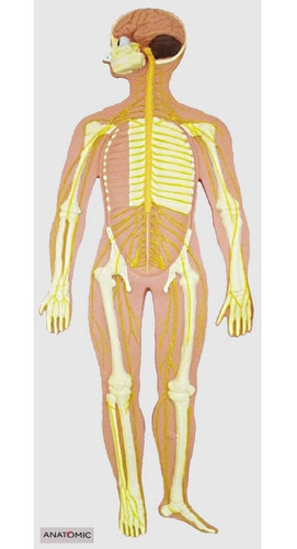 Sistema Nervoso Em Prancha Anatomia Fisiologia Humana Estudo