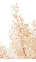 Comprar Ramo Ruscus - Ramo Flores Secas - Flores Secas Decoración