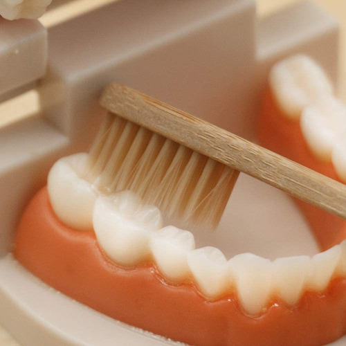 Meroco Montessori Práctico Modelo De Dientes Y Tarjetas Mont