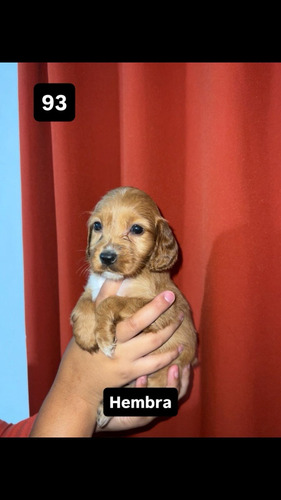 Cachorros Cocker Spaniel
