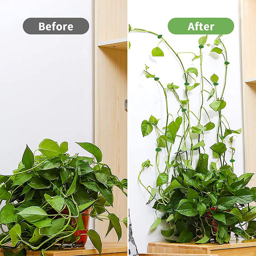 Clips De Pared Autoadhesivos Para Escalada De Plantas 100