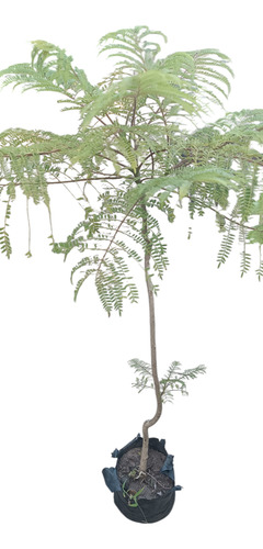 Árbol Autóctono Jacaranda.