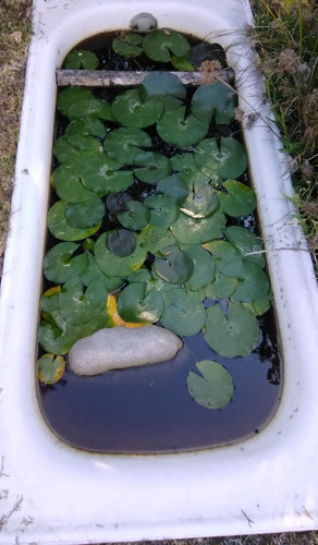 Plantas Acuáticas De Flor De Loto O Nenufares