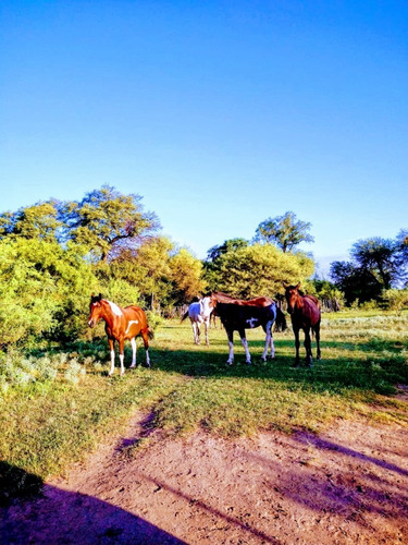 Imagen 19 de 19 de Excelente Campo En Chuchiras, San Javier
