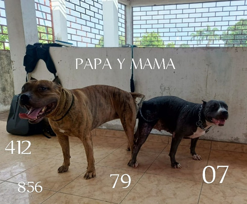 Cachorro Pitbull Macho 4 Meses