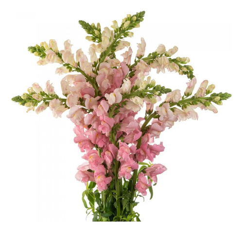 Mix De Semillas De Flores De Conejito