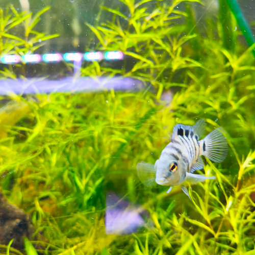 Pez Polar Blue Ciclido Blanco