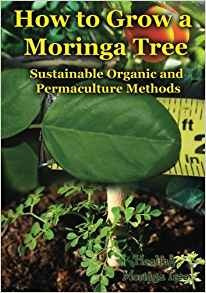 How To Grow A Moringa Tree Sustainable Organic And Permacult