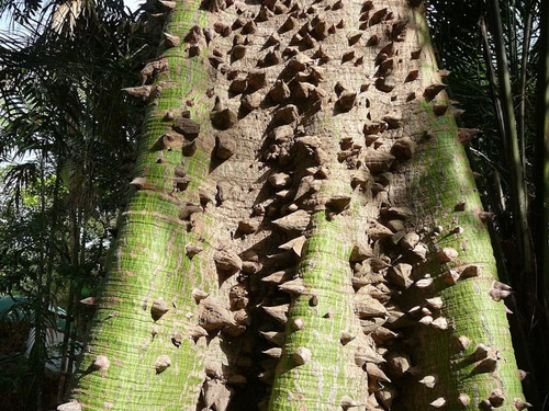 150 Semillas De Kapok De Algodón - Ceibo Petandra Vivero