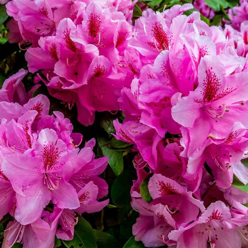 Roseum Elegans, Arbusto Rhododendron 5lts