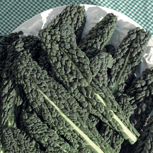 Couve Nero Di Toscana Laciniato Kale 60 Sementes Para Mudas