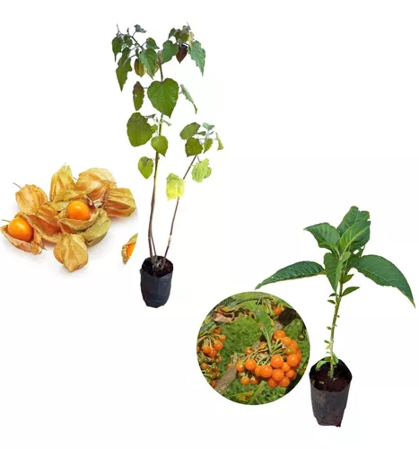 Kit 2 Mudas 1 Physalis 1 Fruta Do Sabia