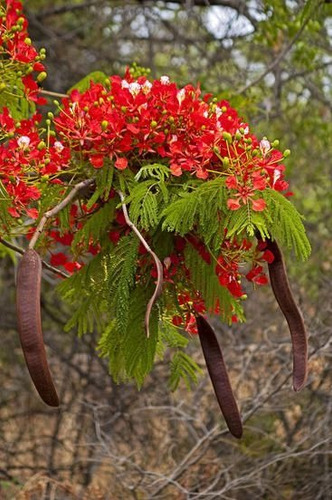 Semillas De Frambollan O Flamboyan