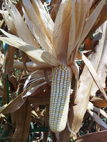 Semilla De Maiz Variedad 535 Elotero Y Grano Para Temporal