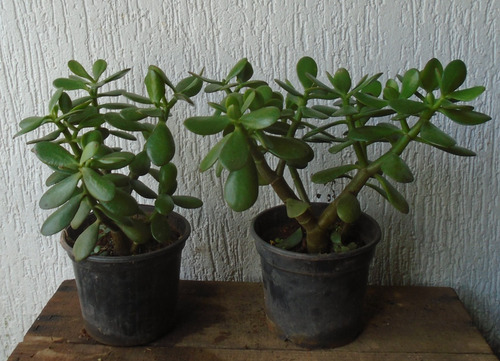 Suculenta Jade: 2 (dois) Vasos Pote 15