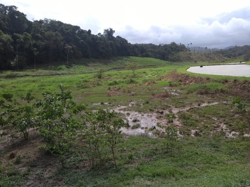Imagem 29 de 30 de Sitio No Juquiá - St00024