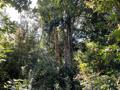 Excelente Sitio Ubicado En Castro
