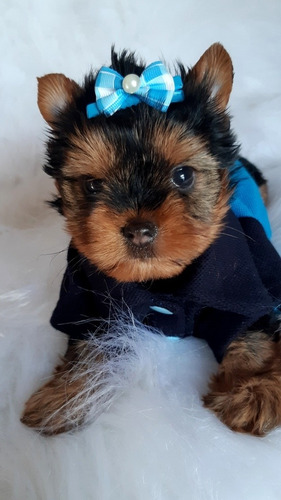 Lindos Bebes De Yorkshire Baby Face Micro Macho Fotos Reais Mercado Livre Lindos Bebes De Yorkshire Baby Face Micro Macho Fotos Reais Mercado Livre