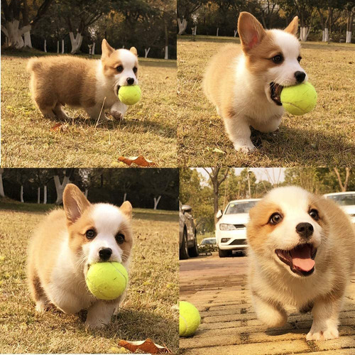 Unhg - Juego De 16 Pelotas De Tenis Para Perros Para Jugar A