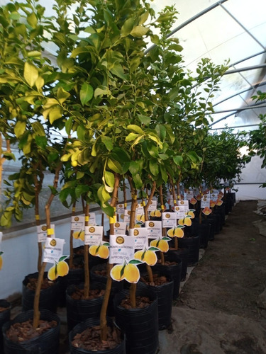 Imagen 5 de 10 de Arbol De Naranjos, Grande Adulto 5 Años , Premium