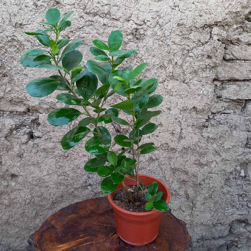 Ficus Monocromo. Árbol De Interior O Exterior Semisombra. 