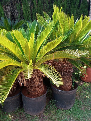 Imagen 4 de 7 de Palmera Cyca Revoluta Grande-excelente-envíos