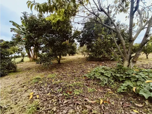 Se Venden Lotes En Quimbaya - Quindío