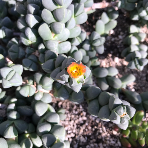Suculenta Corpuscularia Lehmannii