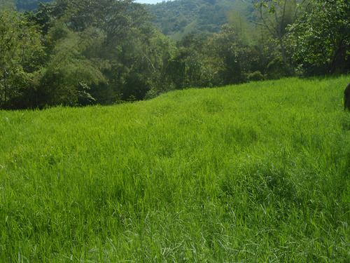 1kg Semilla De Pasto Buffel Variedad H17