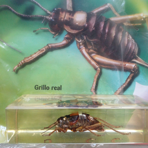 Fascículo + Bicho Coleccionable .grillo Real.
