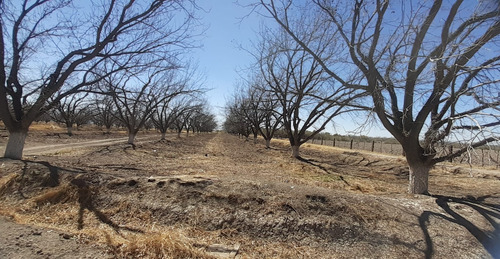 Terreno Con Nogales En Venta En San Pedro De Las Colonias, Coahuila
