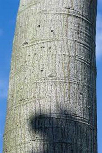 Guapuruvu/Schiolobium Parahyba - 50 gr/ 25 semillas