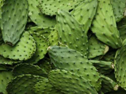 50 Semillas De Nopal Criollo