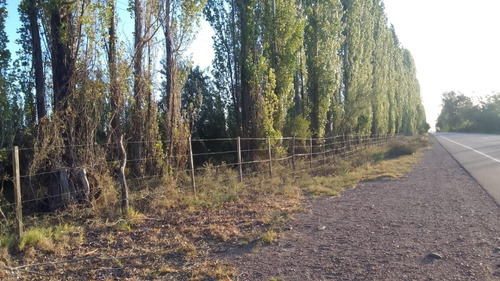 Imagen 19 de 28 de Vendo/permuto Finca Apto Todo Destino (viña, Cultivos Grales Y Ademas Cannabis Medicinal) O Loteo Club De Campo -alto Del Algarrobal-san Rafael -mendoza Sobre Rn 146 Km 376.1
